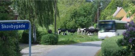 Endags bustur på Ærø